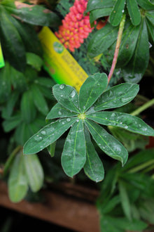 Lupinus 'Westcountry Tequila Flame'