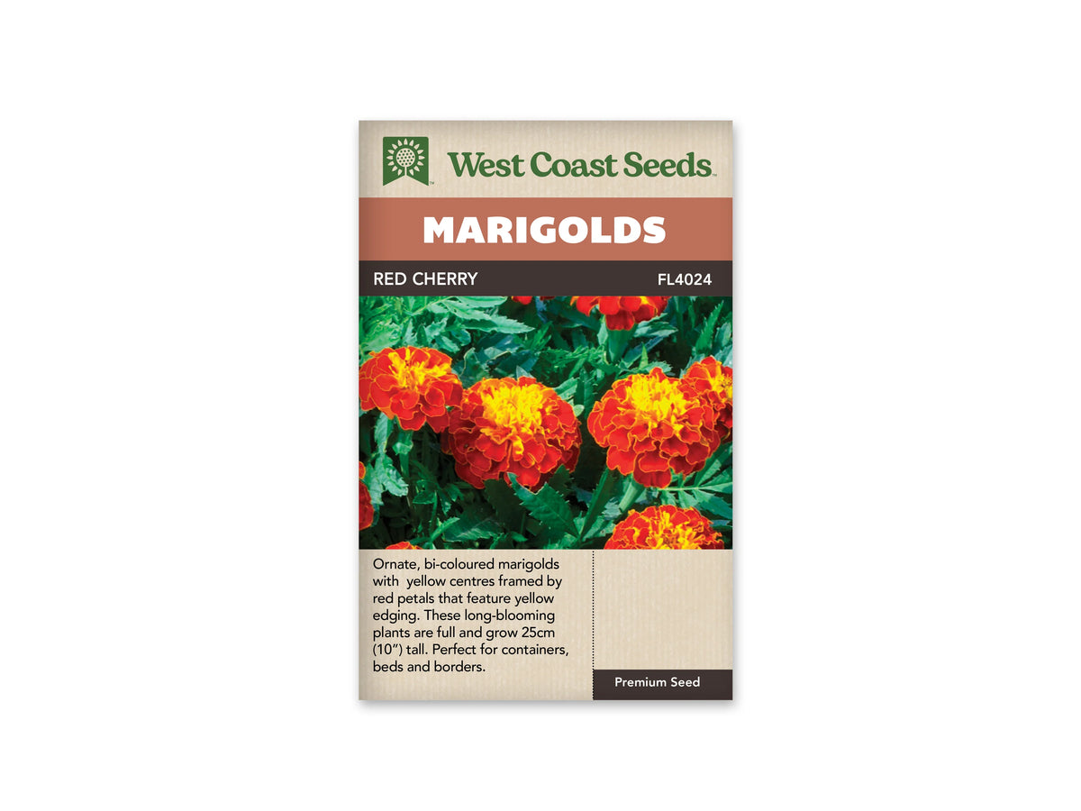 Sachet Red Cherry de West Coast Seeds sur fond blanc. La photo montre plusieurs fleurs rouges aux pétales bordés d’un fin trait jaune et au cœur jaune frisé. Les capitules ressortent sur un feuillage vert dense et découpé. Quelques fleurs sont vues de côté. Le bandeau orange indique Marigolds, et la bande brune porte Red Cherry ainsi que FL4024.