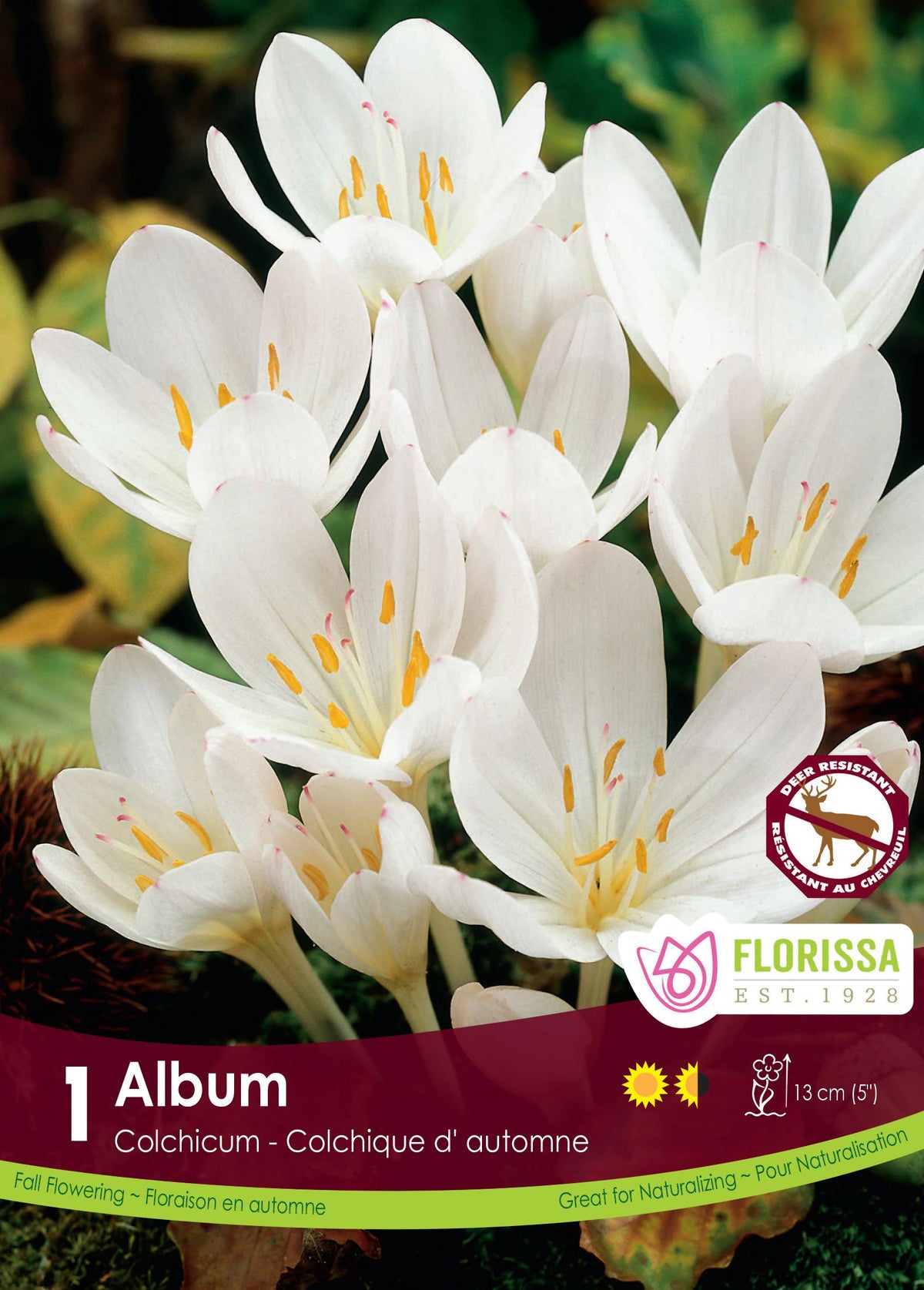 Colchicum autumnale ‘Album’ ( Colchicum ) : des colchiques blancs aux étamines jaunes. Le visuel Florissa présente la plante et son nom dans la partie inférieure de l’étiquette. La photographie occupe presque toute la surface, tandis que le bandeau du bas rassemble les indications du produit. Cette vue permet de reconnaître son apparence et de distinguer la variété présentée.
