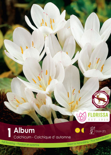 Colchicum Autumnale Album