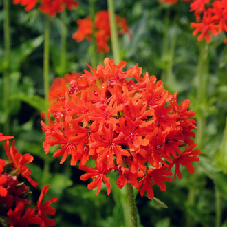 Un gros groupe arrondi de petites fleurs rouges occupe le centre de l’image. Les pétales étroits présentent des extrémités découpées et se répartissent autour de petits centres plus sombres. De fines tiges vertes portent aussi d’autres groupes floraux rouges, partiellement cadrés sur les côtés. Des feuilles allongées et des ombres vertes composent l’arrière-plan de la photo.