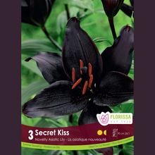 Lys Asiatique ‘Secret Kiss’ (3 bulbes) ( Lilium ) : un lys pourpre presque noir aux étamines orangées. Le visuel Florissa présente la plante et son nom dans la partie inférieure de l’étiquette. La photographie occupe presque toute la surface, tandis que le bandeau du bas rassemble les indications du produit. Cette vue permet de reconnaître son apparence et de distinguer la variété présentée.