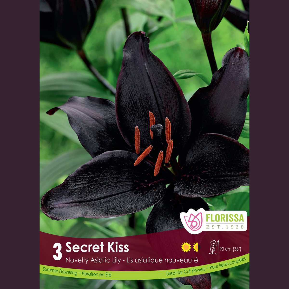 Lys Asiatique ‘Secret Kiss’ (3 bulbes) ( Lilium ) : un lys pourpre presque noir aux étamines orangées. Le visuel Florissa présente la plante et son nom dans la partie inférieure de l’étiquette. La photographie occupe presque toute la surface, tandis que le bandeau du bas rassemble les indications du produit. Cette vue permet de reconnaître son apparence et de distinguer la variété présentée.