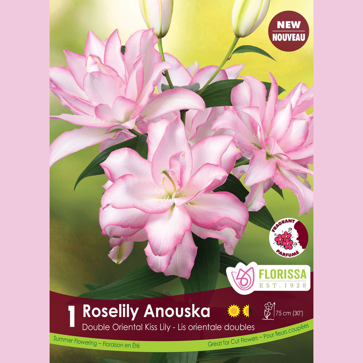 Lis double oriental Roselily ‘Anouska’ ( Lilium ) : des lys doubles rose clair sur une plante feuillée. Le visuel Florissa présente la plante et son nom dans la partie inférieure de l’étiquette. La photographie occupe presque toute la surface, tandis que le bandeau du bas rassemble les indications du produit. Cette vue permet de reconnaître son apparence et de distinguer la variété présentée.