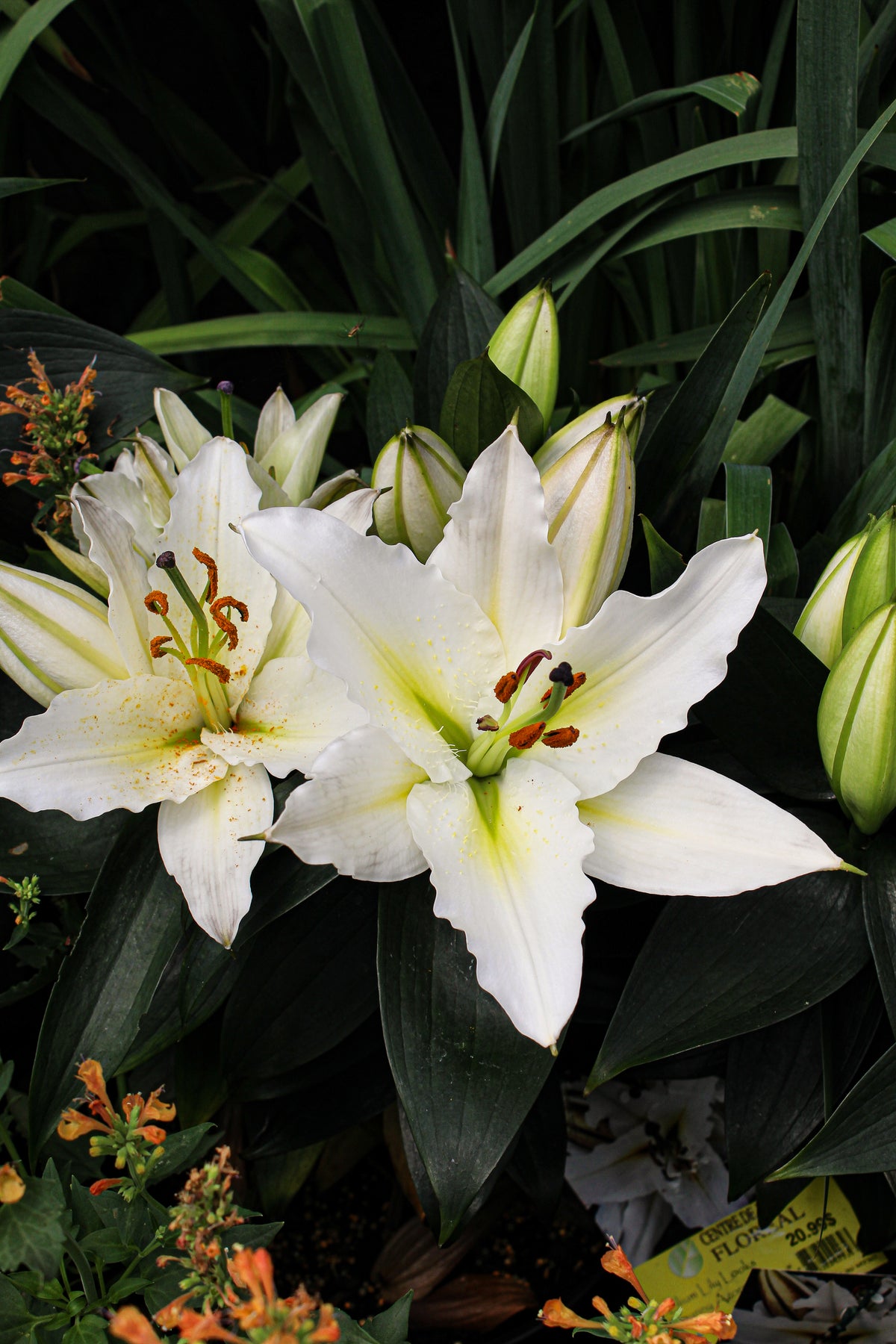 Lilium orientalis 'Sunny Azores'