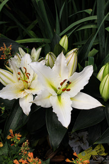 Lilium orientalis 'Sunny Azores'