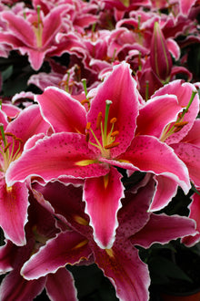 Lilium orientalis 'Sunny Martinique'