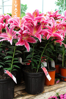 Lilium orientalis 'Sunny Martinique'
