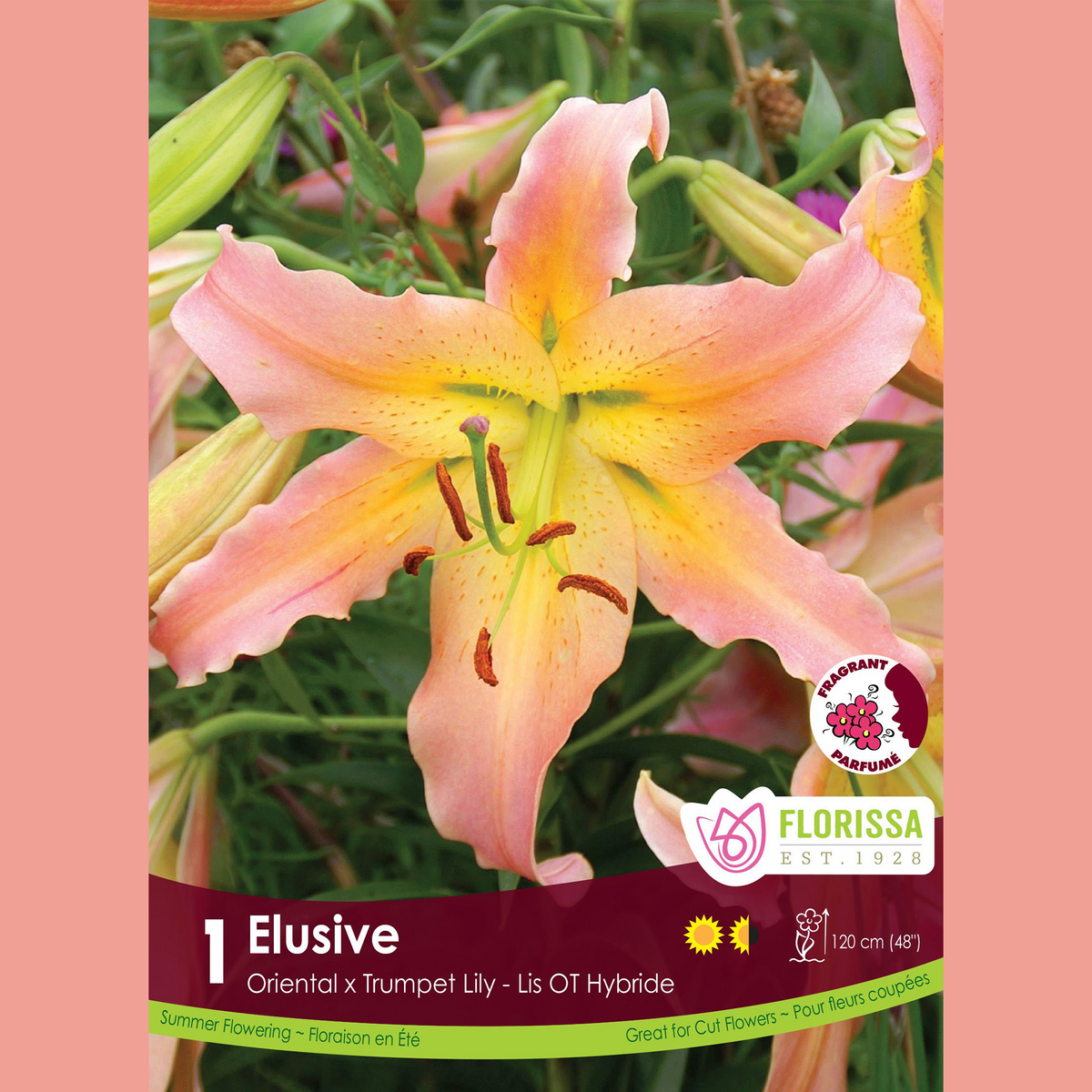 Lys Oriental x Trompette ‘Elusive’ (1 bulbe) ( Lilium ) : un lys pêche bordé de rose et marqué de jaune au centre. Le visuel Florissa présente la plante et son nom dans la partie inférieure de l’étiquette. La photographie occupe presque toute la surface, tandis que le bandeau du bas rassemble les indications du produit. Cette vue permet de reconnaître son apparence et de distinguer la variété présentée.