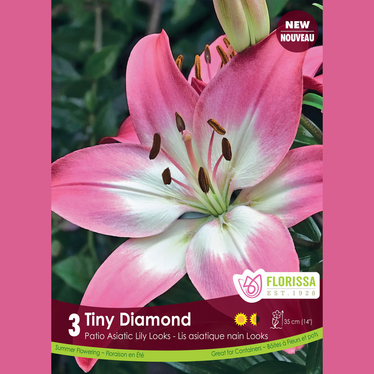 Lys Patio ‘Tiny Diamond’ (3 bulbes) ( Lilium ) : un lys rose bordé de blanc avec un cœur verdâtre. Le visuel Florissa présente la plante et son nom dans la partie inférieure de l’étiquette. La photographie occupe presque toute la surface, tandis que le bandeau du bas rassemble les indications du produit. Cette vue permet de reconnaître son apparence et de distinguer la variété présentée.