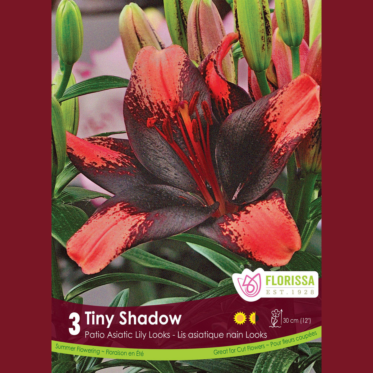 Lys Patio ‘Tiny Shadow’ (3 bulbes) ( Lilium ) : un lys orange rouge à large centre presque noir. Le visuel Florissa présente la plante et son nom dans la partie inférieure de l’étiquette. La photographie occupe presque toute la surface, tandis que le bandeau du bas rassemble les indications du produit. Cette vue permet de reconnaître son apparence et de distinguer la variété présentée.