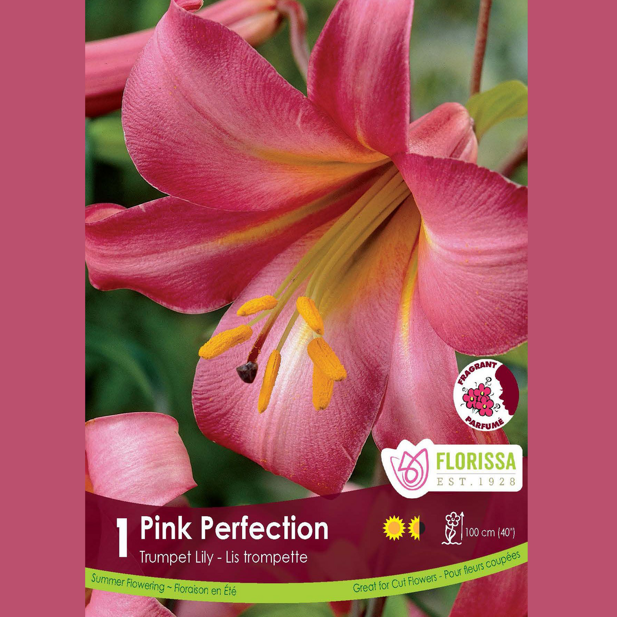 Lys Trompette ‘Pink Perfection’ (1 bulbe) ( Lilium ) : un lys rose en trompette à gorge jaune. Le visuel Florissa présente la plante et son nom dans la partie inférieure de l’étiquette. La photographie occupe presque toute la surface, tandis que le bandeau du bas rassemble les indications du produit. Cette vue permet de reconnaître son apparence et de distinguer la variété présentée.
