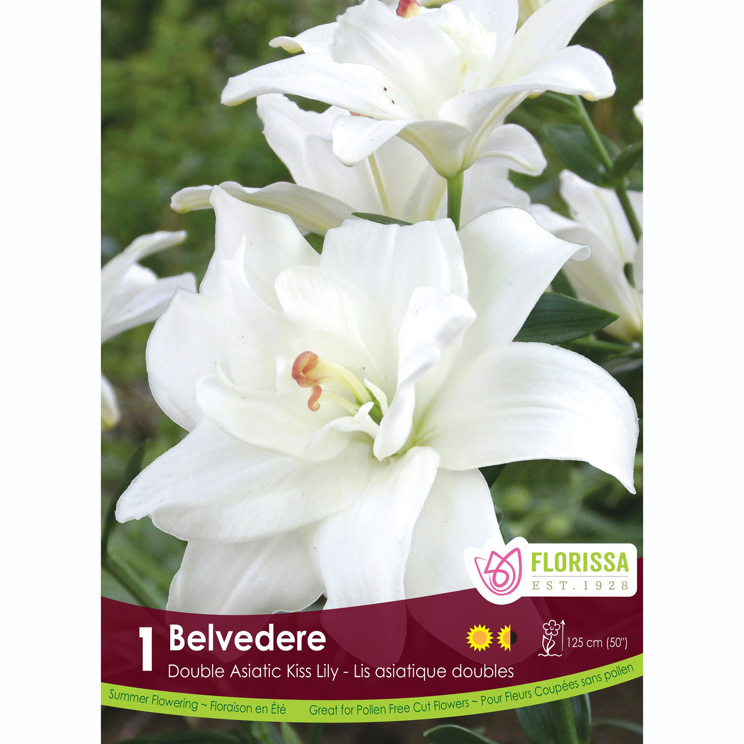 Lis Kiss 'Belvedere'