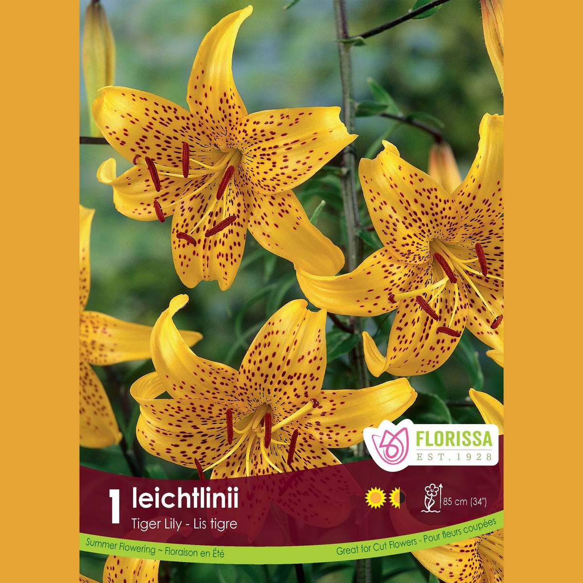 Lys Tigre ‘Leichtlinii Yellow’ (1 bulbe) ( Lilium ) : des lys jaunes ponctués de brun aux pétales recourbés. Le visuel Florissa présente la plante et son nom dans la partie inférieure de l’étiquette. La photographie occupe presque toute la surface, tandis que le bandeau du bas rassemble les indications du produit. Cette vue permet de reconnaître son apparence et de distinguer la variété présentée.