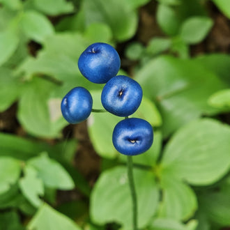Image officielle de Lys à Baies Bleues, Clintonia borealis, associée au petit sachet de semences.