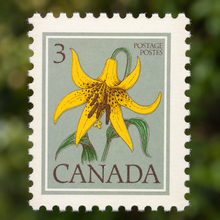 Lis du Canada, détail des fleurs et du feuillage.