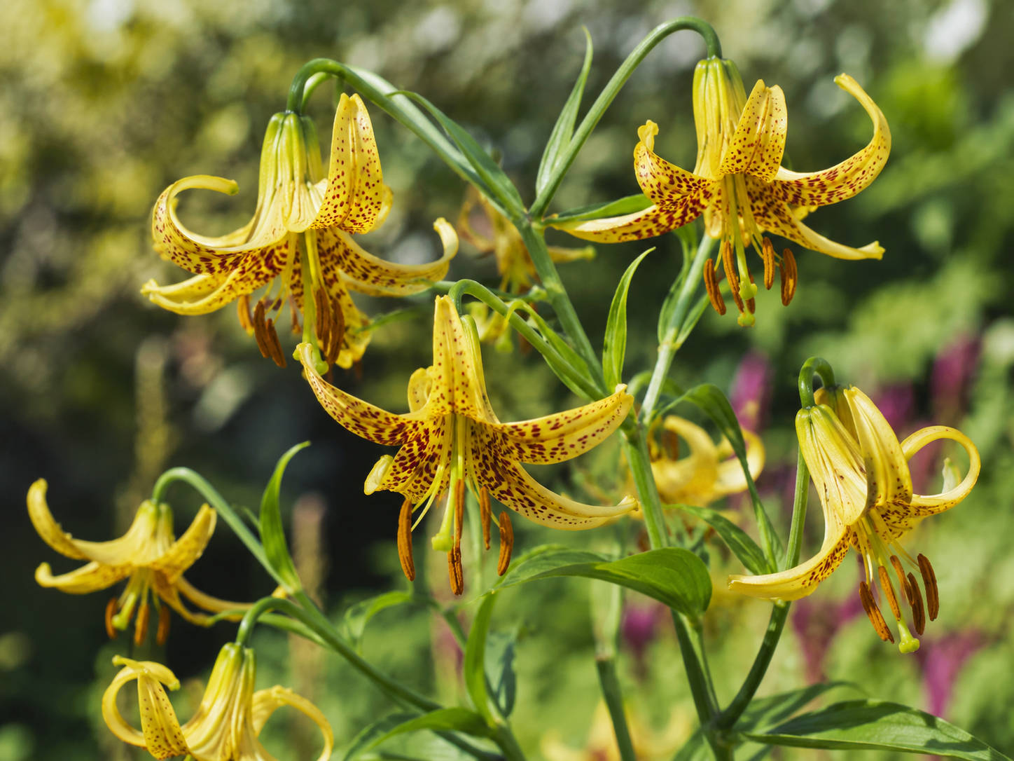 Lis du Canada en floraison, vivace indigène aux fleurs jaunes orangées.