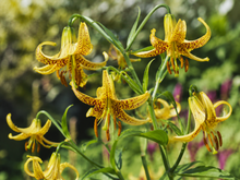 Lis du Canada en floraison, vivace indigène aux fleurs jaunes orangées.