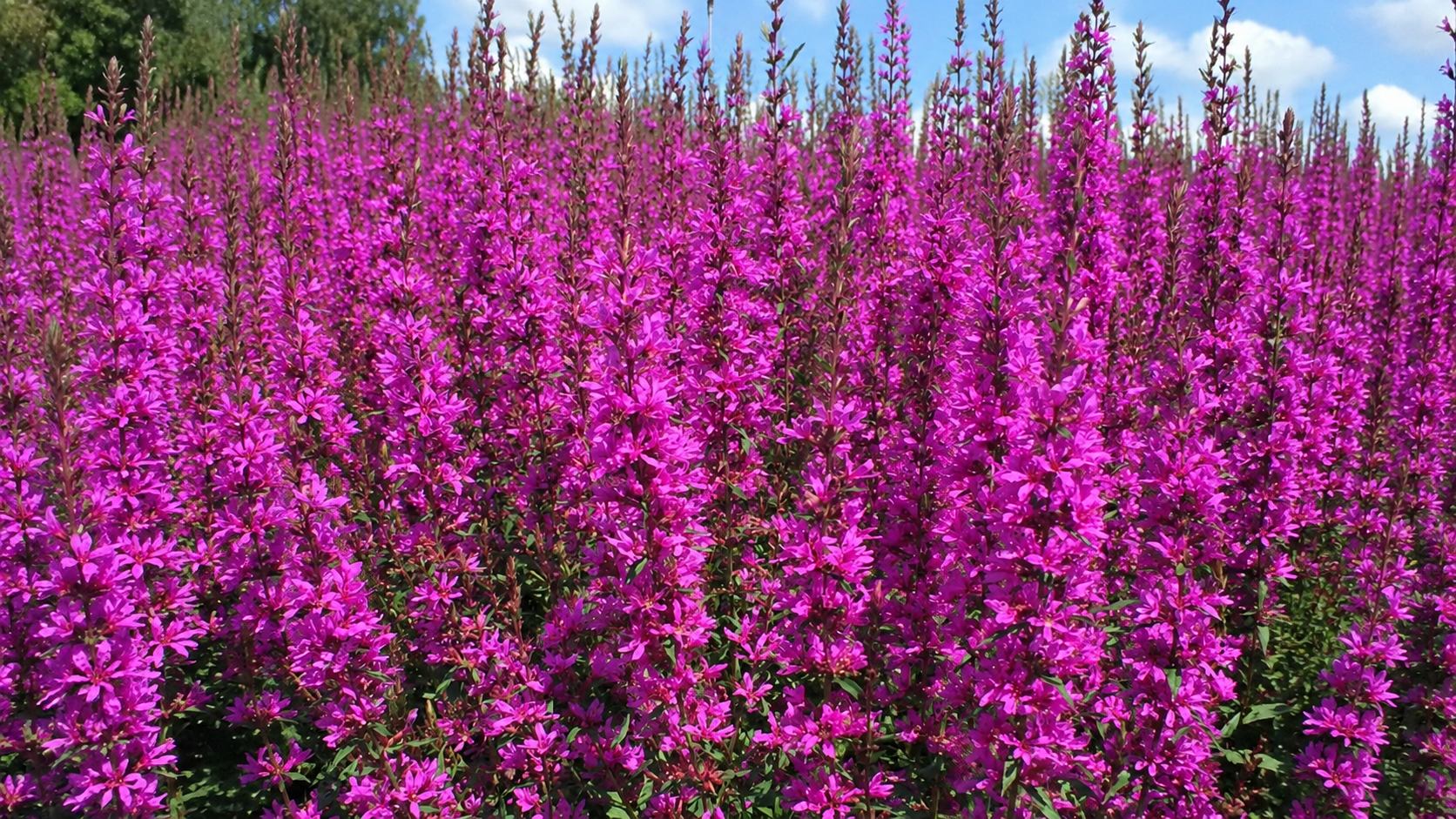 Lythrum virgatum ‘Morden’s Gleam’ en promotion chez Centre de Jardin Floréal