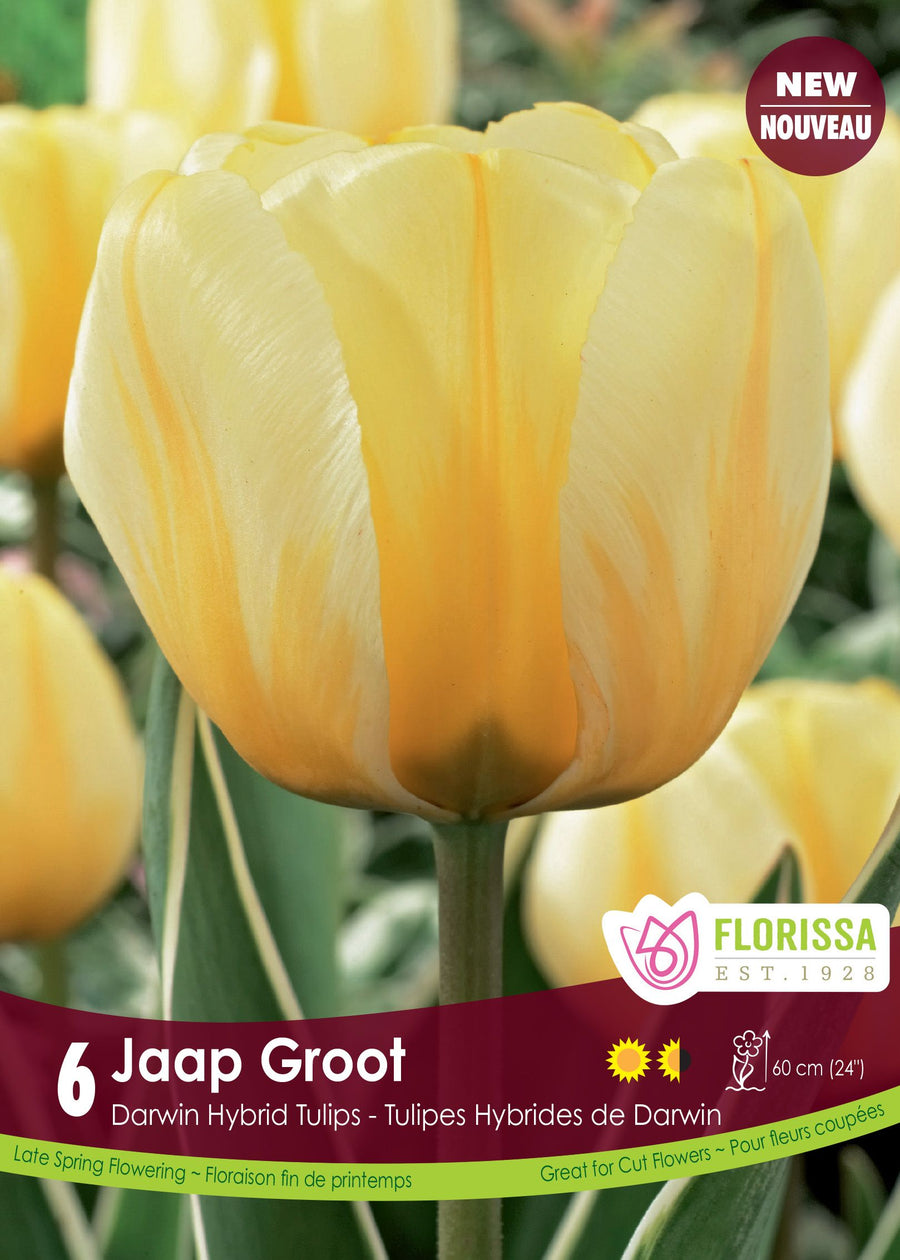 Tulipe Jaap Groot ( Tulipa ) : une tulipe jaune crème aux pétales lisses. Le visuel Florissa présente la plante et son nom dans la partie inférieure de l’étiquette. La photographie occupe presque toute la surface, tandis que le bandeau du bas rassemble les indications du produit. Cette vue permet de reconnaître son apparence et de distinguer la variété présentée.
