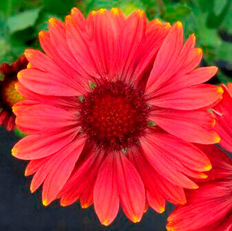 Gaillardia 'Arizona Red Shades'