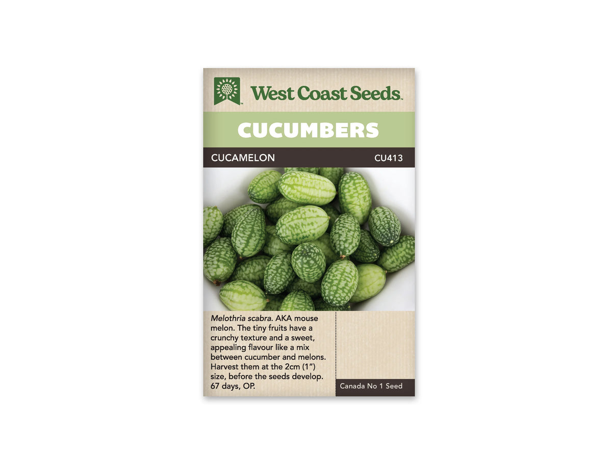 Sachet beige de semences Cucamelon avec bande verte et nom sur fond brun. La photo centrale montre un amas de petits fruits ovales verts sur un fond blanc. Leur peau est marquée de dessins vert clair irréguliers qui évoquent des pastèques miniatures. Quelques extrémités sèches sont visibles. Le texte descriptif anglais apparaît dans la partie inférieure.
