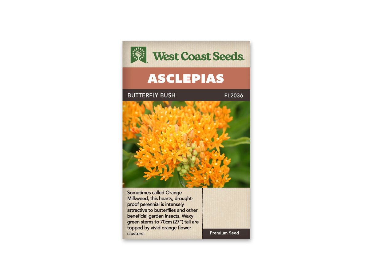Sachet d’asclépiade Butterfly Bush de West Coast Seeds sur fond blanc. La photo centrale montre des groupes de petites fleurs orange vif, avec quelques boutons encore fermés et un feuillage vert en arrière-plan. Le nom commercial et la référence FL2036 figurent sous le bandeau Asclepias. Des indications anglaises occupent le bas de l’emballage beige.