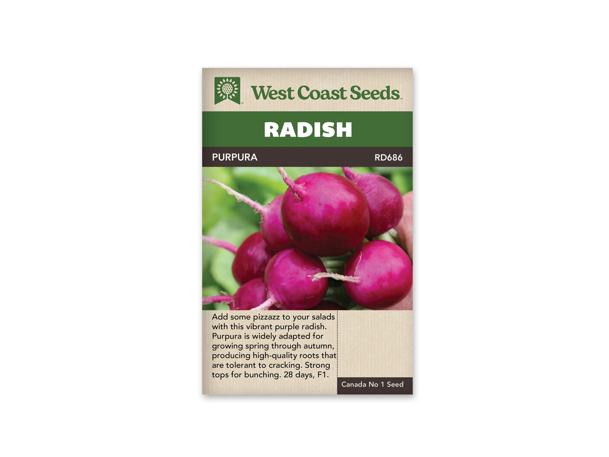 Sachet West Coast Seeds Purpura illustré de radis ronds pourpres regroupés dans une main. Leur peau lisse reflète la lumière et de fines racines pâles partent des pointes. Le fond est vert et flou. Le nom Purpura figure dans un bandeau brun, au-dessus de la photographie et du texte beige descriptif.