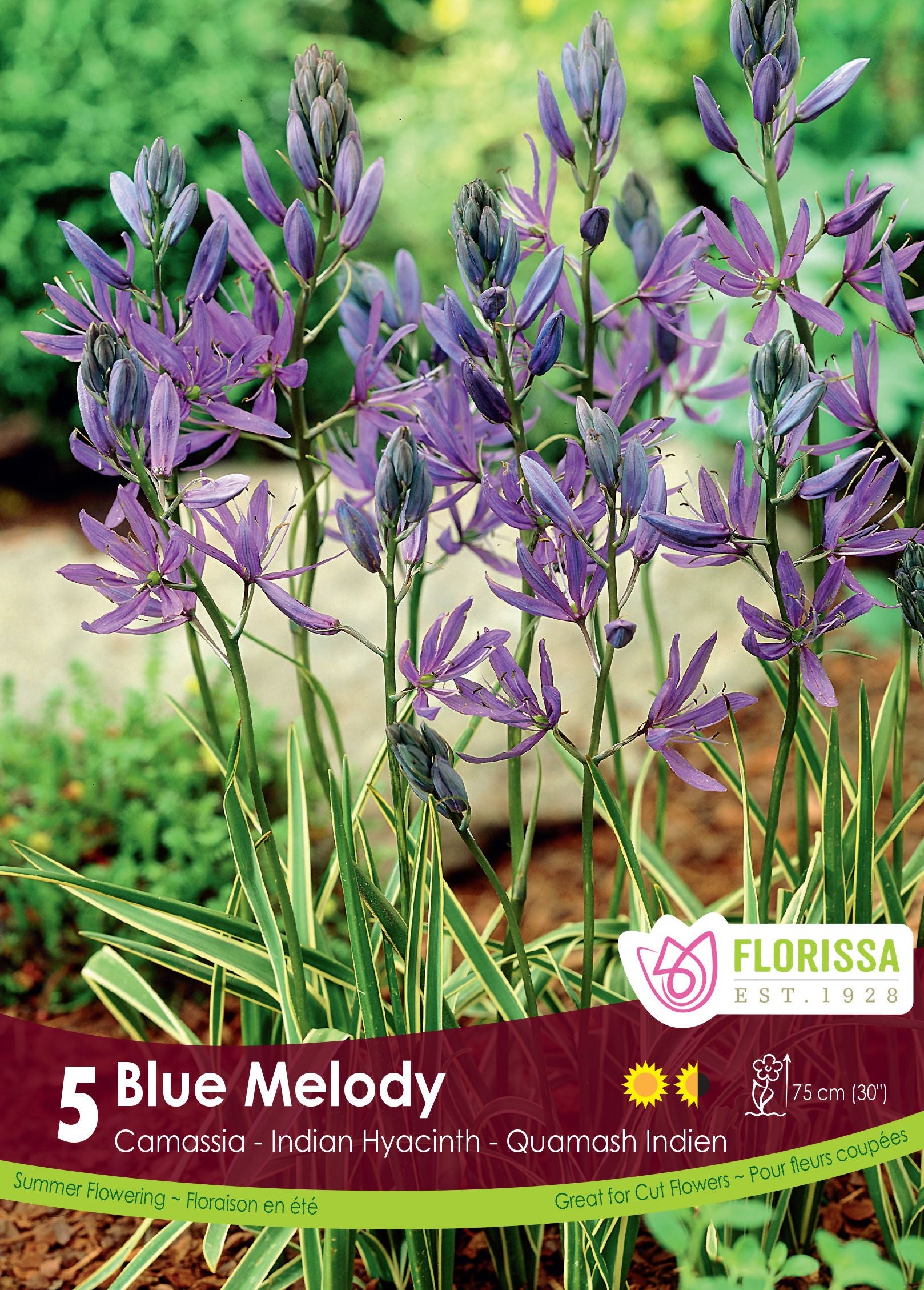 Camassia Blue Melody (<em>Camassia quamash</em> ‘Blue Melody’)