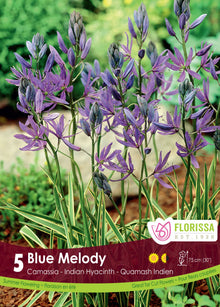 Camassia Blue Melody (<em>Camassia quamash</em> ‘Blue Melody’)