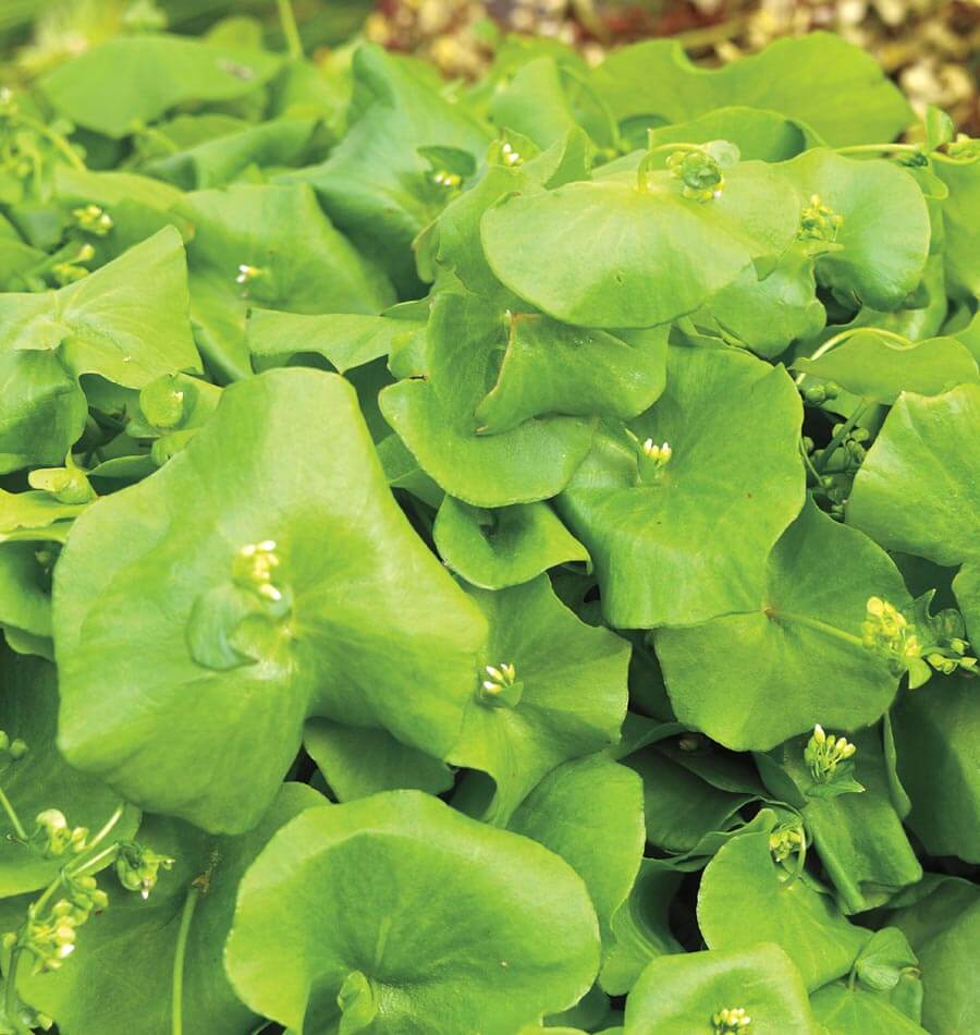 Un feuillage vert clair très dense remplit la photographie. De larges feuilles arrondies, parfois légèrement en forme de coupe, se superposent à différents niveaux. De petites fleurs blanches et des boutons verdâtres émergent au centre de plusieurs feuilles. Les pétioles et les tiges fines apparaissent dans les espaces plus sombres entre les limbes.