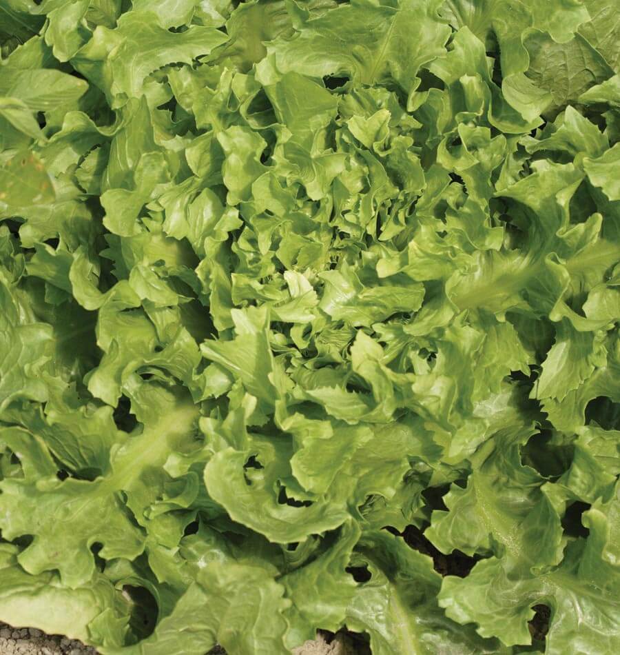 La rosette de scarole Broadleaf Batavian Escarole remplit la photo. De larges feuilles vertes, légèrement ondulées et repliées, se superposent autour d’un centre plus clair. Les bords sont irréguliers et quelques nervures pâles traversent les feuilles. Un peu de terre apparaît près du bord inférieur, sous le feuillage étalé du plant.