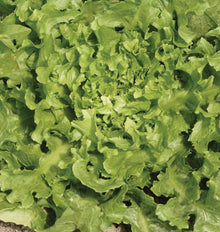La rosette de scarole Broadleaf Batavian Escarole remplit la photo. De larges feuilles vertes, légèrement ondulées et repliées, se superposent autour d’un centre plus clair. Les bords sont irréguliers et quelques nervures pâles traversent les feuilles. Un peu de terre apparaît près du bord inférieur, sous le feuillage étalé du plant.