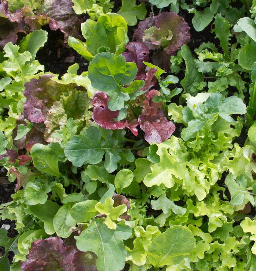 Des jeunes feuilles mélangées couvrent une surface de culture vue de dessus. Les nuances vont du vert clair au vert foncé, avec plusieurs feuilles rouges et pourpres. Certaines sont larges et lisses, d’autres lobées ou très ondulées. De petites zones de terre sombre restent visibles entre les pétioles et les limbes rapprochés.