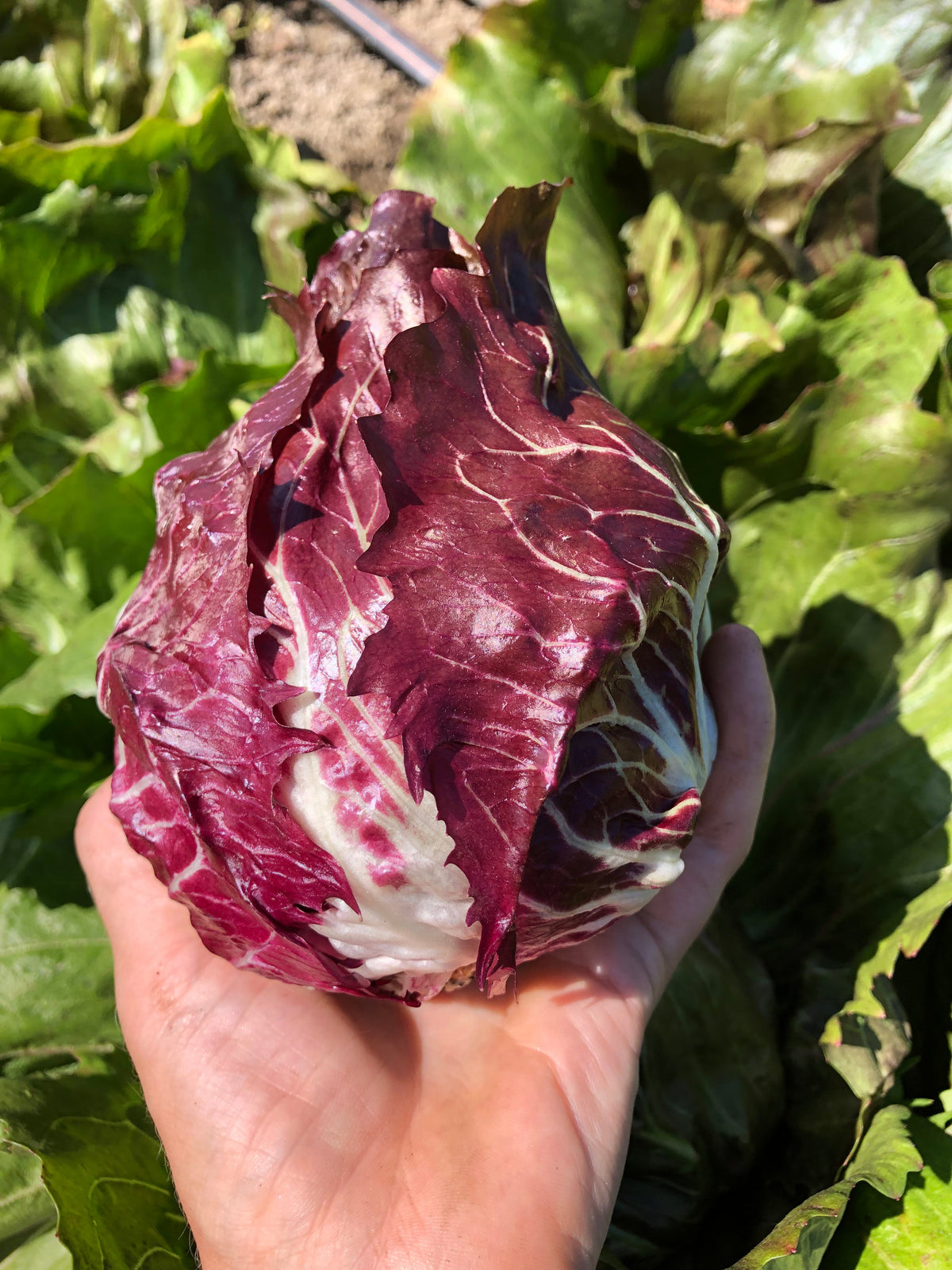 Une main tient une petite pomme de chicorée devant une planche de culture. Les feuilles rouge foncé, presque bordeaux, se chevauchent autour d’un cœur serré et sont parcourues de nervures blanches épaisses. Des feuilles vertes occupent l’arrière-plan, où l’on distingue aussi de la terre et une ligne d’irrigation entre les plants.