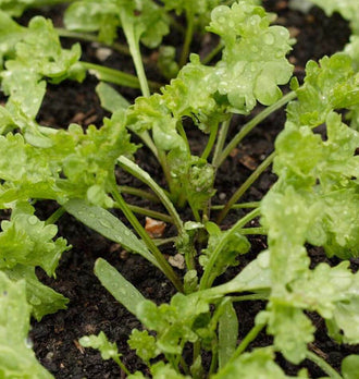 De jeunes plants de cresson alénois Curly Cress Peppergrass poussent dans une terre sombre. Leurs feuilles vert clair, découpées et frisées, portent de nombreuses gouttes d’eau. Des tiges fines partent du centre des plants et de petites feuilles allongées restent visibles près du sol. Le cadrage rapproché montre la texture humide du feuillage et du support.