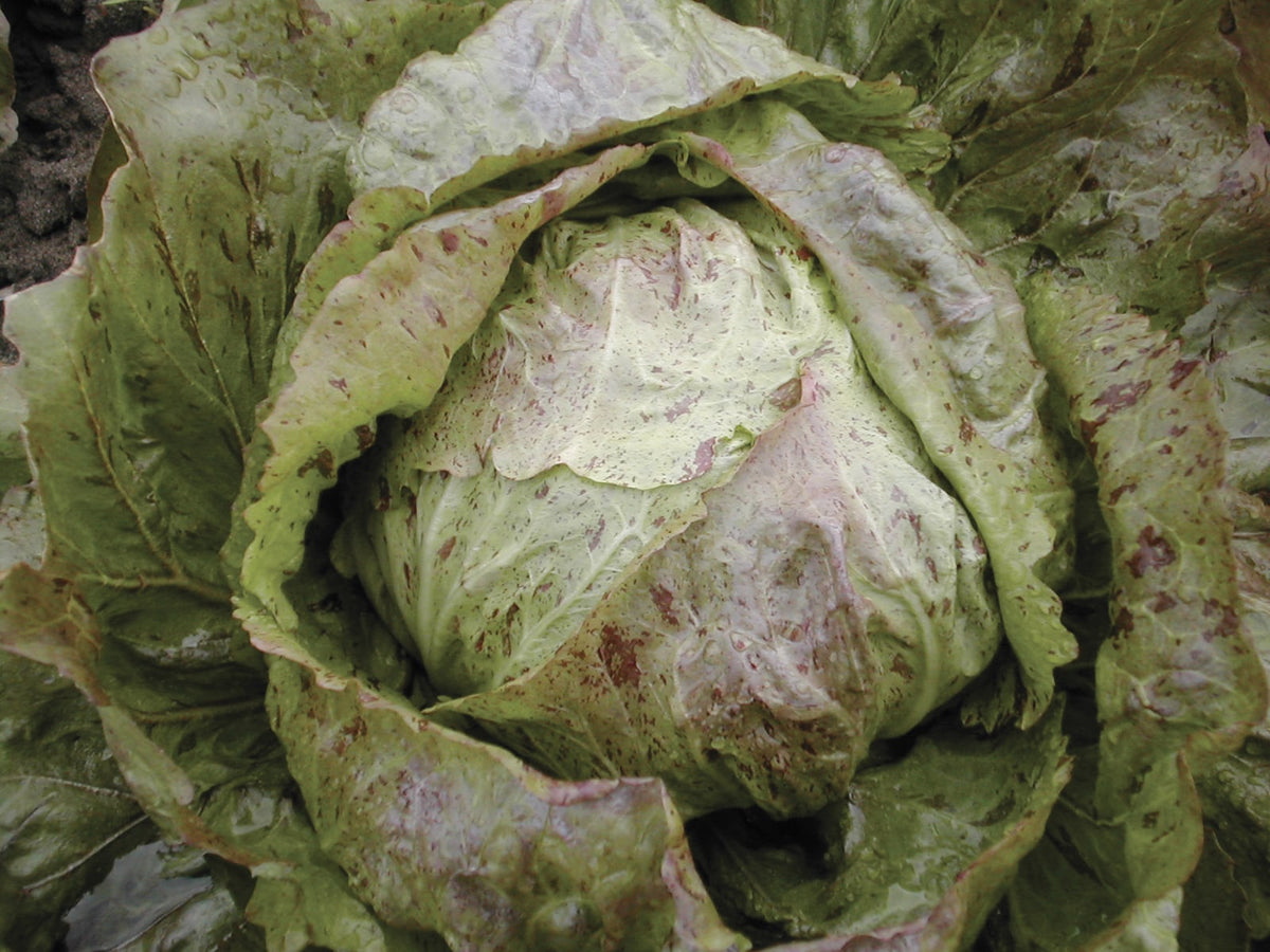 Une pomme ronde de chicorée est photographiée au jardin, entourée de larges feuilles ouvertes. Le feuillage vert pâle porte de nombreuses petites marques roses et bordeaux, plus denses à certains endroits. Des gouttes d’eau brillent sur les feuilles du cœur. La terre apparaît dans le coin supérieur, entre les bords irréguliers du feuillage extérieur.