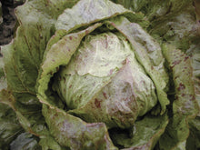 Une pomme ronde de chicorée est photographiée au jardin, entourée de larges feuilles ouvertes. Le feuillage vert pâle porte de nombreuses petites marques roses et bordeaux, plus denses à certains endroits. Des gouttes d’eau brillent sur les feuilles du cœur. La terre apparaît dans le coin supérieur, entre les bords irréguliers du feuillage extérieur.