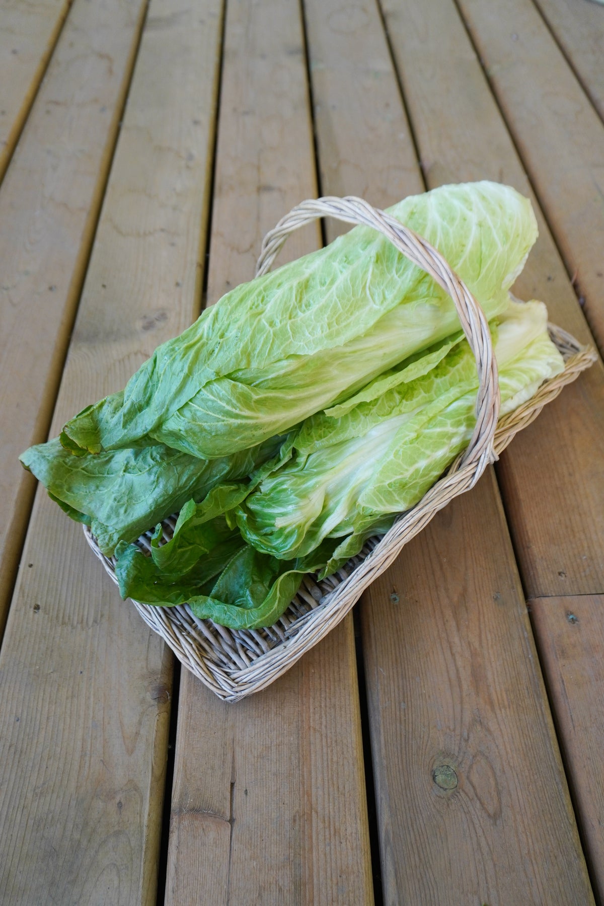 Des pommes de chicorée allongées sont déposées dans un panier rectangulaire en osier, posé sur des planches de bois. Les feuilles extérieures vertes entourent des parties beaucoup plus pâles, aux nervures blanches bien visibles. L’anse du panier traverse le centre de l’image, au-dessus des légumes disposés en diagonale dans la corbeille.
