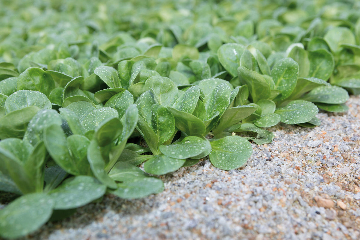 De petites rosettes de mâche poussent au ras d’un sol clair et granuleux. Leurs feuilles vertes, ovales et arrondies à l’extrémité, sont couvertes de fines gouttes d’eau. Certaines feuilles reposent presque sur le sol, tandis que d’autres se redressent au centre. Le feuillage devient progressivement plus flou vers le fond de l’image.