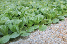 De petites rosettes de mâche poussent au ras d’un sol clair et granuleux. Leurs feuilles vertes, ovales et arrondies à l’extrémité, sont couvertes de fines gouttes d’eau. Certaines feuilles reposent presque sur le sol, tandis que d’autres se redressent au centre. Le feuillage devient progressivement plus flou vers le fond de l’image.