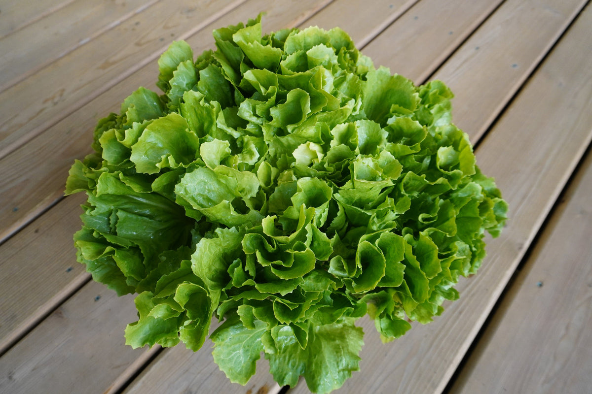 Une rosette de scarole Eliance est posée sur des planches de bois clair. Les feuilles larges et ondulées se superposent en formant un bouquet arrondi. Les feuilles extérieures sont vertes, tandis que de petites zones plus pâles apparaissent au centre. Les bords relevés et irréguliers donnent du relief à toute la rosette photographiée.