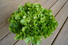 Une rosette de scarole Eliance est posée sur des planches de bois clair. Les feuilles larges et ondulées se superposent en formant un bouquet arrondi. Les feuilles extérieures sont vertes, tandis que de petites zones plus pâles apparaissent au centre. Les bords relevés et irréguliers donnent du relief à toute la rosette photographiée.