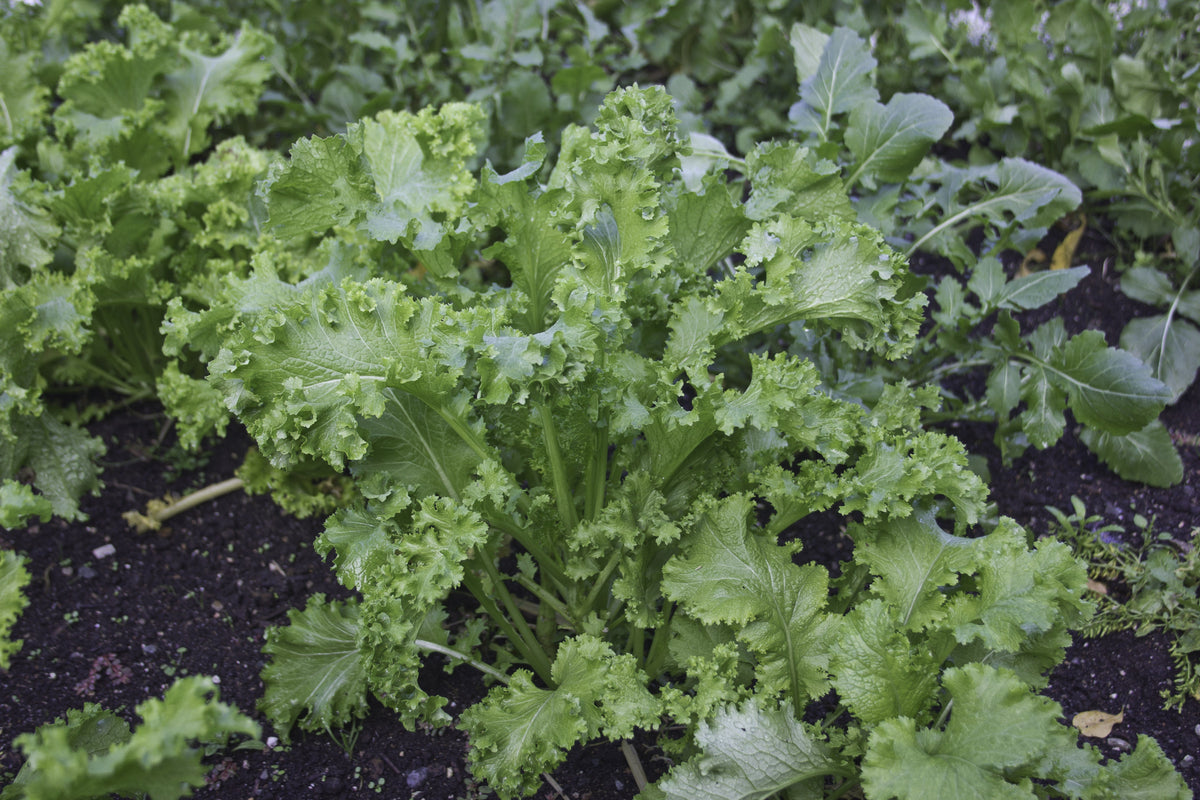 Une moutarde verte pousse dans une planche de terre. Les feuilles larges présentent des nervures claires et des marges fortement ondulées et frisées. Des pétioles dressés soutiennent le feuillage, tandis que d’autres plants apparaissent derrière. La lumière douce souligne les différences entre les centres plus lisses des feuilles et leurs bordures plissées, serrées les unes contre les autres.