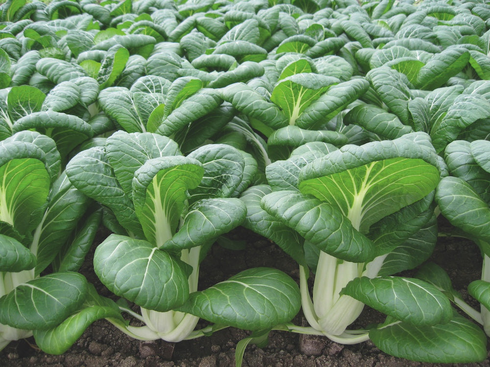 Rangée de pak-choïs Bopak en croissance dans une terre sombre. Au premier plan, des pétioles blancs épais se regroupent à la base de rosettes aux grandes feuilles vert foncé, lustrées et légèrement ondulées. Les nervures claires dessinent un réseau visible. Plusieurs autres plants occupent le fond et les côtés, montrant un ensemble dense de feuillage et de bases blanches.
