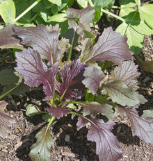 Un jeune plant aux feuilles pourpres et bronze pousse dans une terre sombre mêlée de fragments de bois. Les limbes lobés et dentés montrent des nervures pourpres, tandis que de fines tiges vertes apparaissent près de la base. Quelques feuilles voisines sont vertes. Le soleil éclaire les surfaces et souligne les différences de couleur entre les jeunes feuilles centrales et les feuilles étalées.