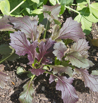 Un jeune plant aux feuilles pourpres et bronze pousse dans une terre sombre mêlée de fragments de bois. Les limbes lobés et dentés montrent des nervures pourpres, tandis que de fines tiges vertes apparaissent près de la base. Quelques feuilles voisines sont vertes. Le soleil éclaire les surfaces et souligne les différences de couleur entre les jeunes feuilles centrales et les feuilles étalées.
