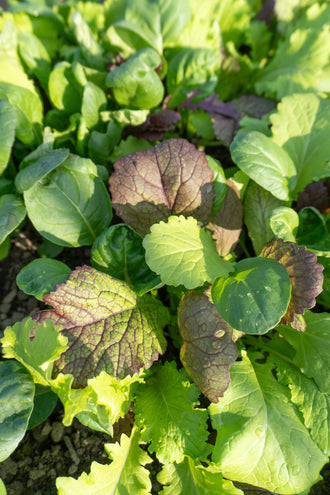 Des feuilles vertes et pourpres poussent serrées dans une planche ensoleillée. Au centre, une large feuille teintée de pourpre montre un réseau de nervures foncées. D’autres feuilles sont rondes, ovales ou ondulées sur les bords. Quelques gouttes d’eau brillent sur les limbes, tandis que de la terre sombre apparaît entre les jeunes plants.