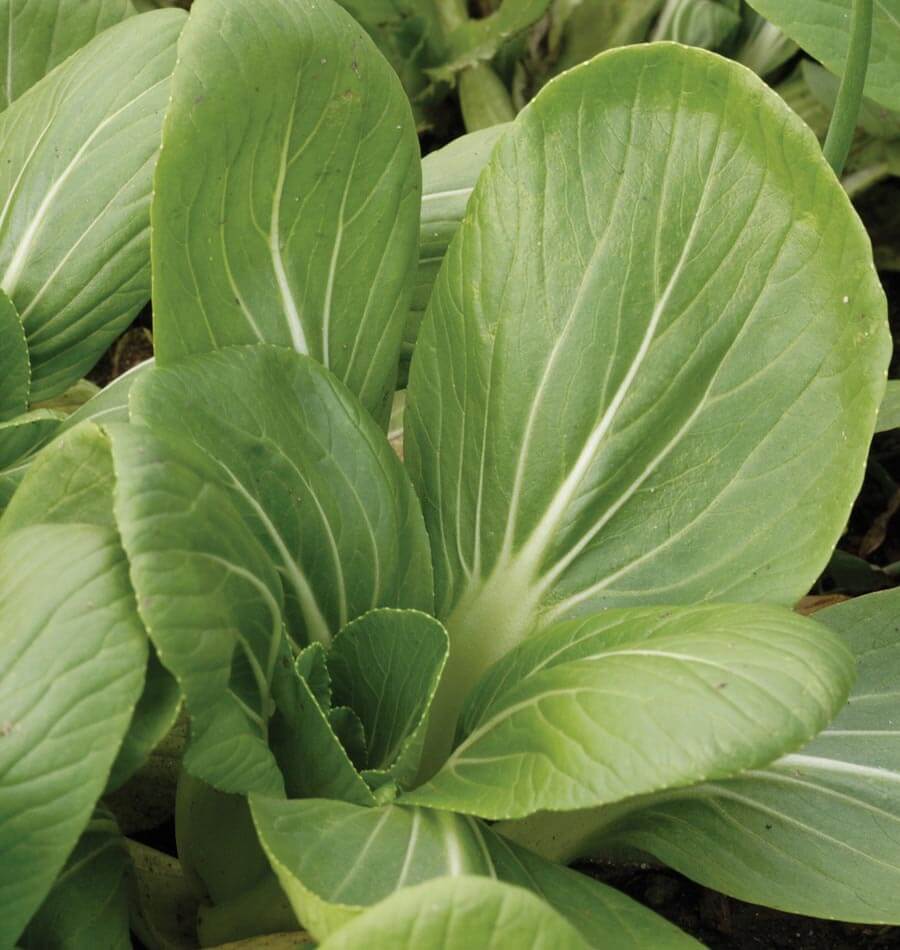 Gros plan d’un pak-choï White-Stemmed au feuillage vert. Les grandes feuilles arrondies, presque ovales, présentent des nervures claires et une surface légèrement gaufrée. Elles entourent de petites feuilles dressées au centre. Les bases pâles des pétioles apparaissent partiellement entre le feuillage, tandis que d’autres feuilles de plants voisins remplissent les bords et le fond de l’image.