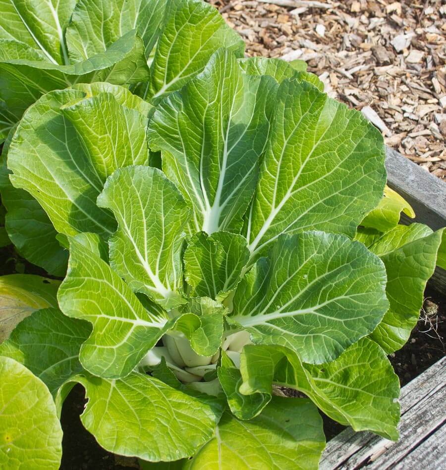 Pak-choï Joi Choi en croissance dans un carré potager bordé de bois. De grandes feuilles vertes dressées présentent des nervures blanches très visibles et entourent des pétioles blancs regroupés à la base. D’autres plants occupent le fond de l’image. Un passage couvert de copeaux apparaît derrière la bordure, tandis que quelques feuilles plus pâles sont visibles près du sol.